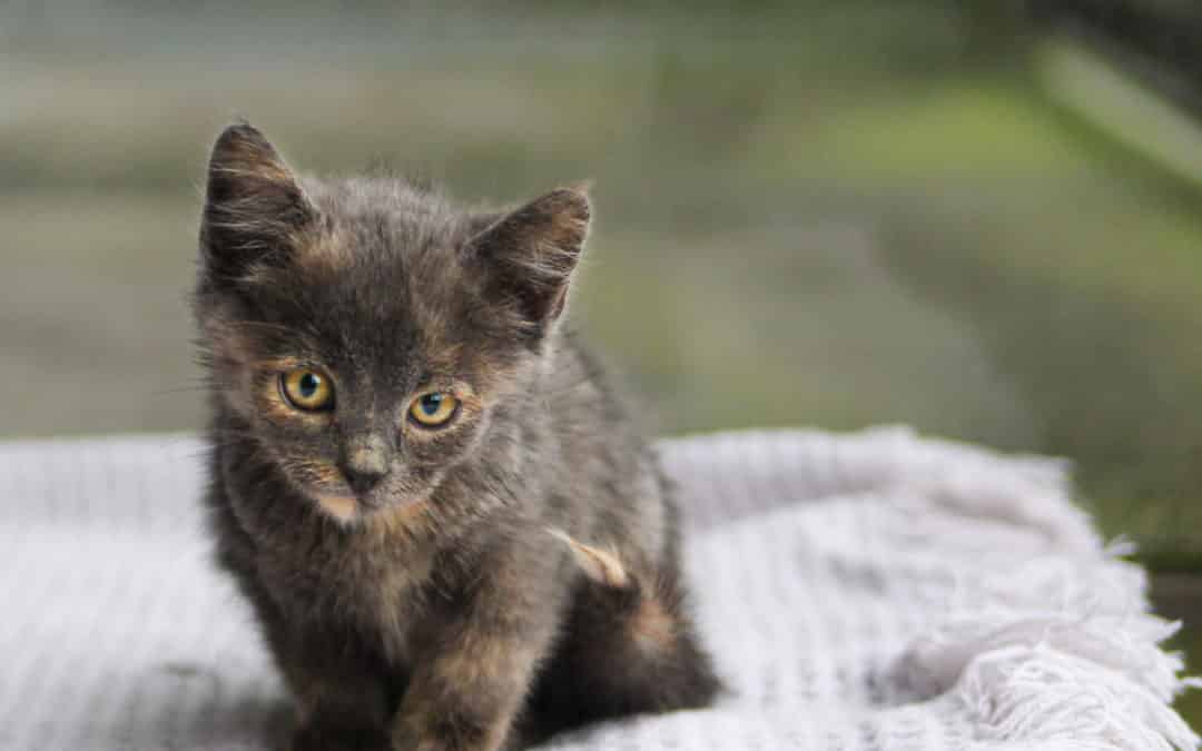 Katzenbabies & Jungkatzen