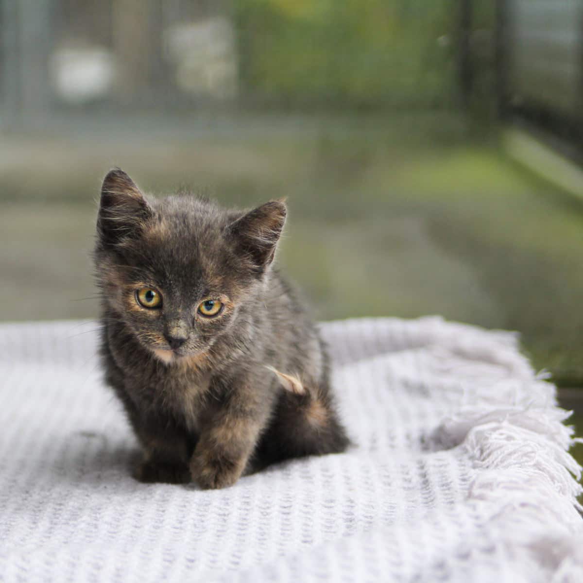 Katzenbabies & Jungkatzen