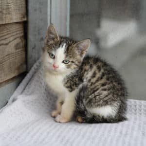 Katzenbabies | Vorarlberger Tierschutzheim