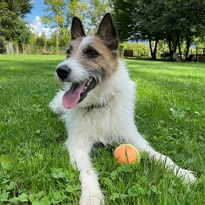 Kalle