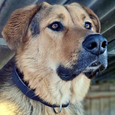 Apollo