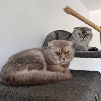Duman und Ates