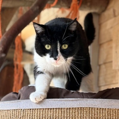 Pedro
